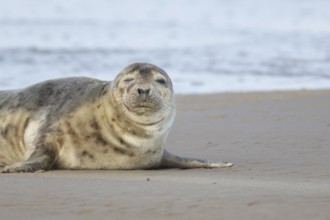 Common or Habor seal (Phoca vitulina) adult animal sleeping on a beach, England, United Kingdom
