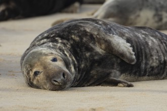 Atlantic grey seal (Halichoerus grypus) adult animal resting on a sandy coastal beach, England,