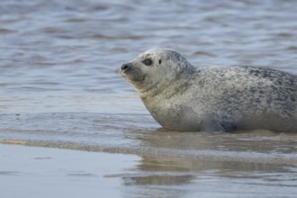 Common or Habor seal (Phoca vitulina) adult animal in the shallow waves of the sea, England, United