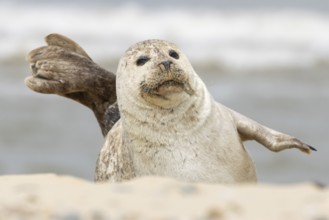 Common or Habor seal (Phoca vitulina) adult animal resting on the sand of a beach, England, United