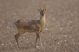 Chinese water deer (Hydropotes inermis) adult animal in a ploughed farmland field, England, United
