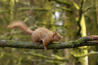 Red squirrel (Sciurus vulgaris) adult animal on a tree branch in a woodland, England, United