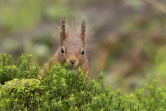 Red squirrel (Sciurus vulgaris) adult animal on a moss covered tree branch in a woodland, England,