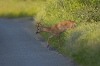 Roe deer (Capreolus capreolus) adult male roebuck on a roadside verge in summer, England, United