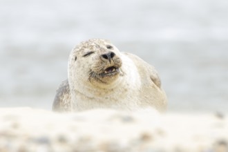 Common or Habor seal (Phoca vitulina) adult animal sleeping on the sand of a beach, England, United