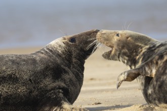 Atlantic grey seal (Halichoerus grypus) two adult animals fighting on a sandy coastal beach,