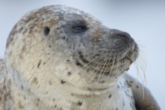 Common or Habor seal (Phoca vitulina) adult animal head portrait, England, United Kingdom