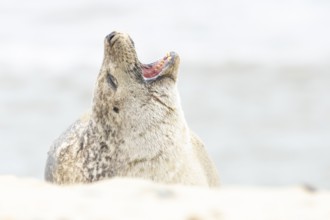 Common or Habor seal (Phoca vitulina) adult animal yawning on the sand of a beach, England, United