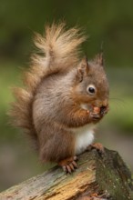Red squirrel (Sciurus vulgaris) adult animal eating a nut on a tree branch in a woodland, England,