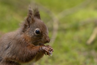 Red squirrel (Sciurus vulgaris) adult animal eating a nut in a woodland, England, United Kingdom
