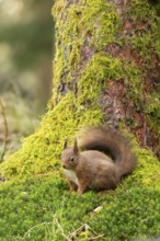 Red squirrel (Sciurus vulgaris) adult animal on a moss covered tree stump in a woodland, England,
