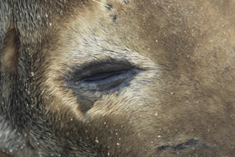Atlantic grey seal (Halichoerus grypus) adult animal close up of its shut eye, England, United