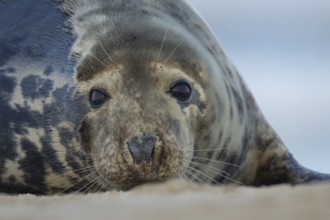 Atlantic grey seal (Halichoerus grypus) adult animal head portrait on a beach, England, United