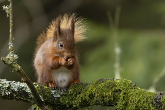 Red squirrel (Sciurus vulgaris) adult animal eating a nut on a tree branch in a woodland, England,