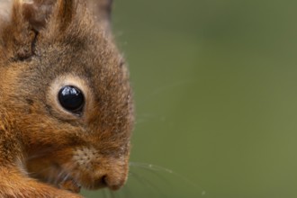 Red squirrel (Sciurus vulgaris) adult animal head portrait close up of its eye, England, United