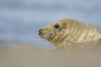 Atlantic grey seal (Halichoerus grypus) adult animal on a sandy coastal beach, England, United