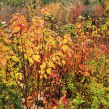 Autumn leaves, Indian summer, detail, Sugar Hill Observation Deck, Kancamagus Highway, White