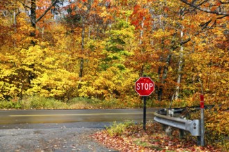 Autumn leaves, Indian summer, stop sign, traffic sign, Kancamagus Highway, White Mountain, New