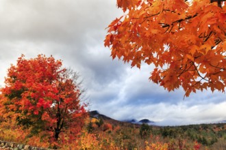 Bright orange-red autumn colours, maple tree (acer), autumn leaves, Indian summer, Sugar Hill
