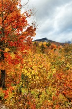 Scenic View, Fall Leaves, Indian Summer, Fall Weather, Sugar Hill Observation Deck, White Mountain,