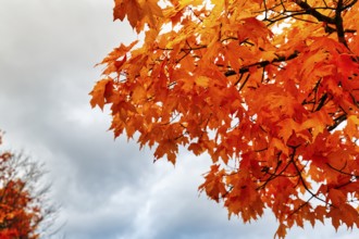 Bright orange-red autumn colours, maple tree (acer), detail, autumn leaves, Indian summer, Sugar