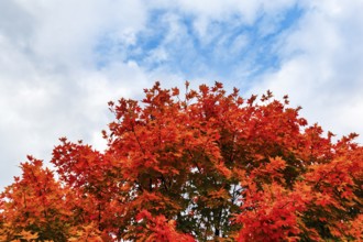 Bright orange-red autumn colours of a maple tree (acer), autumn leaves, detail, Indian Summer,