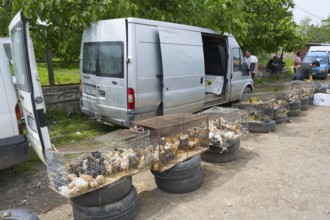 Van with open doors. Cages with chickens and chicks on tires in front of it, Koda, Lower Kartli