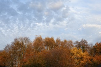 Autumn foliage, Moormerland, Leer District, East Frisia, Lower Saxony, Germany