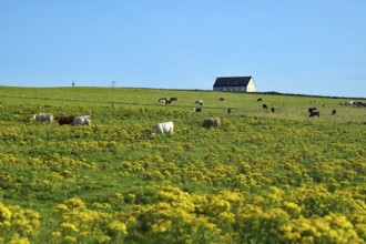 Pasture with grazing cattle and a secluded house in the background, Pierowall, Orkney Islands,