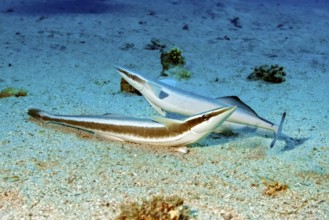 Underwater photo of two specimens Live sharksucker (Echeneis naucrates) lying on shallow not deep