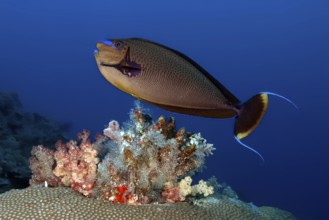 Masked Nose Surgeonfish (Naso vlamingii) Large-nosed Surgeonfish swimming over colourful coral