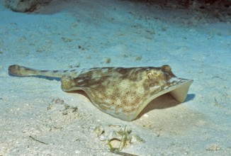 Underwater photo of yellow Jamaican stingray (Urobatis jamaicensis) Stingray, dangerous marine