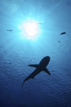 Underwater photo silhouette of big shark (Cargachrhinus) swimming under sea surface above sun