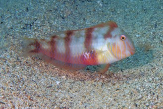 Cutter knifefish (Xyrichtys novacula) Mediterranean cutter knifefish, protogynous hermaphrodite,