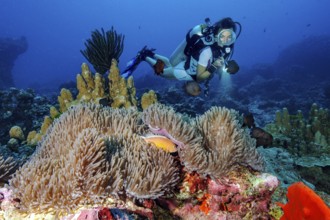 Underwater photo Diver observing symbiotic behaviour of orangeback white anemonefish (Amphiprion