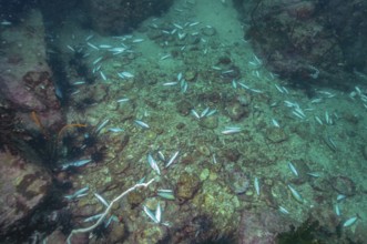 Dead fish at the bottom of the sea after using dynamite for illegal dynamite fishing, Indian Ocean