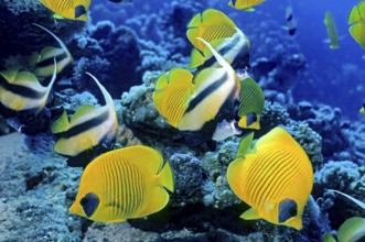 Underwater photo below Masked butterflyfish (Chaetodon semilarvatus) with black eye spot, behind it