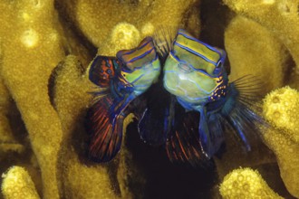 Underwater photo pair of mandarinfish (Synchiropus splendidus) left smaller female female animal,