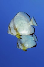 Pair of two specimens of common batfish (Platax orbicularis) Round-headed batfish, Red Sea, Egypt