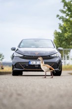A car is parked on a road in front of which a bird crosses, Deer E-Car Sharing, Cupra electric car,