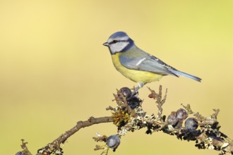 Blue tit (Parus caeruleus), sitting on a branch in a blackthorn bush, (Prunus spinosa), sloes, with