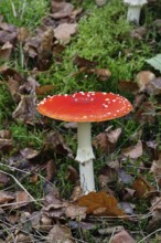 Red fly agaric (Amanita muscaria), fruiting body, in autumn leaves, close-up, Wilnsdorf, North