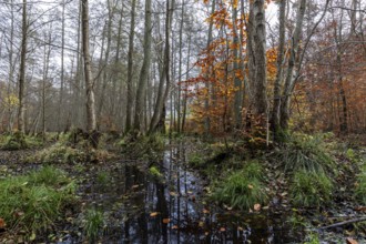 Moorland in the pristine Darßwald, autumn colors, Darß, Fischland-Darß-Zingst, Western Pomerania