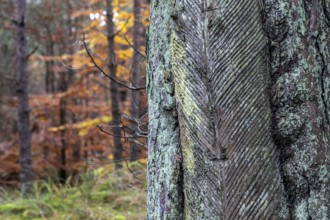 Pine tree (Pinus) with cut-in resin conductive chips, resin extraction until 1990, Darßwald, Darß,