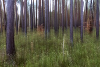 Forest, pine trees (Pinus), pine forest, tree trunks, distorted, moving camera, Darßwald,