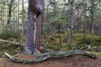 Pines (Pinus), pine forest, tree trunks, Darßwald, Fischland-Darß-Zingst, National Park