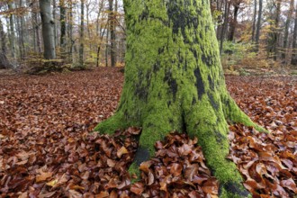 Moss-covered tree trunk in autumn forest, Darßwald, Fischland-Darß-Zingst, Western Pomerania Lagoon