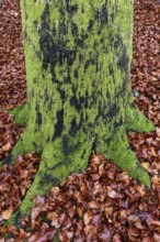 Moss-covered tree trunk in autumn forest, Darßwald, Fischland-Darß-Zingst, Western Pomerania Lagoon
