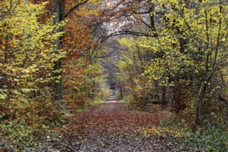 Trail through autumn forest, autumn-colored trees, Darßwald, Fischland-Darß-Zingst, Western