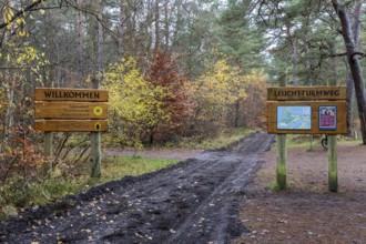 Trail with signs through autumn forest, autumn-colored leaves, Darßwald, Fischland-Darß-Zingst,